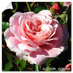 Roseira 'Botticelli'